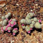 Arizona-Fishhook-Pincushion