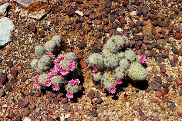 Arizona-Fishhook-Pincushion