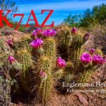 Blooming Hedgehog Cactus with Magenta Flowers and Saguaro in Sonoran Desert