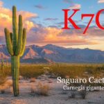 Saguaro cactus standing tall in arizona desert landscape at sunset