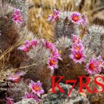 Vibrant pink blooms of Graham's nipple cactus (Mammillaria ghramii) growing in Arizona.